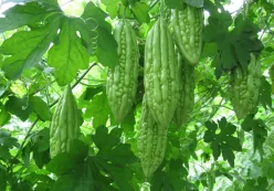 Rau củ quả tươi ngon