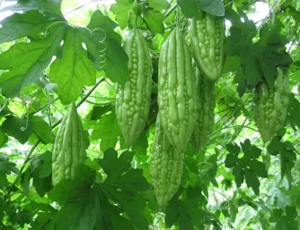 Rau củ quả tươi ngon
