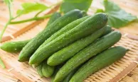 "Dưa chuột mèo" to như phích: Hà thành tò mò ăn thử
