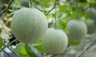 Dưa lưới Malaysia cho quả ngọt trên đất Diễn Châu