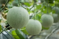 Dưa lưới Malaysia cho quả ngọt trên đất Diễn Châu