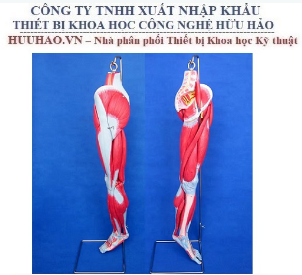 MÔ HÌNH CƠ CHI DƯỚI VỚI DÂY THẦN KINH MẠCH MÁU GD/A11308
