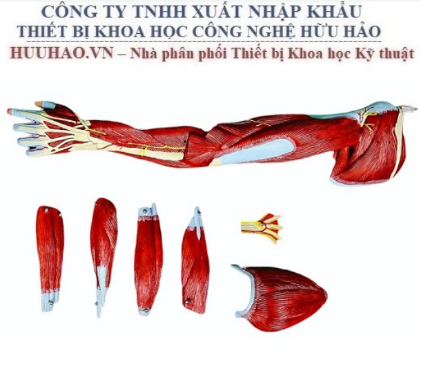 MÔ HÌNH CƠ CHI TRÊN VỚI DÂY THẦN KINH MẠCH MÁU GD/A11305