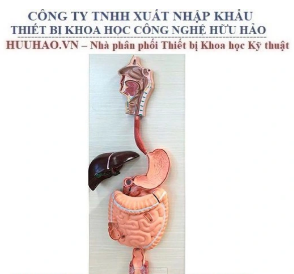 MÔ HÌNH GIẢI PHẪU HỆ TIÊU HOÁ GD/A12001