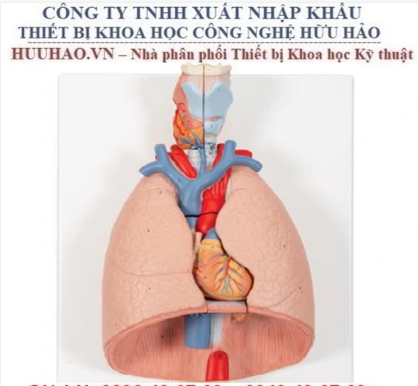 Mô hình giải phẫu hệ tuần hoàn 3B Scientific