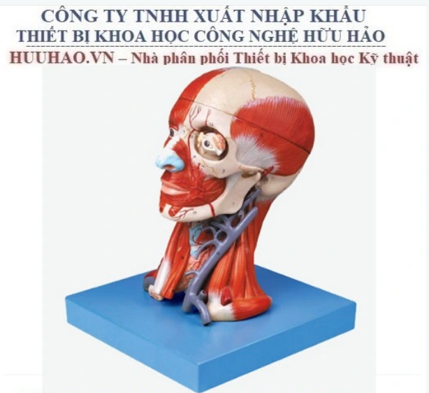 MÔ HÌNH CƠ ĐẦU MẶT CỔ VÀ DÂY THẦN KINH GD/A18211
