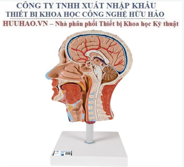 Mô hình giải phẫu tai mũi họng 3B Scientific
