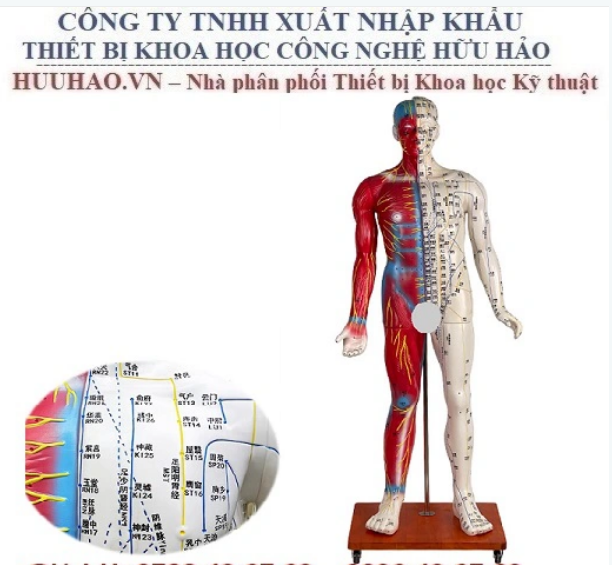 MÔ HÌNH THỰC HÀNH CHÂM CỨU TOÀN THÂN 178 CM