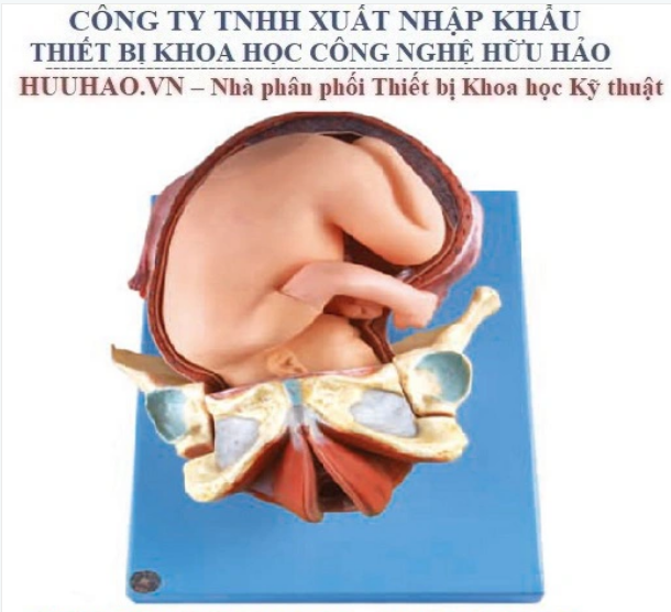 MÔ HÌNH MÔ PHỎNG QUÁ TRÌNH SINH ĐẺ GD/A42007