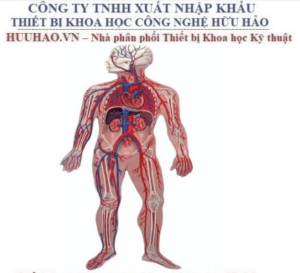 MÔ HÌNH GIẢI PHẪU HỆ TUẦN HOÀN GD/A16001MÔ HÌNH GIẢI PHẪU HỆ TUẦN HOÀN GD/A16001