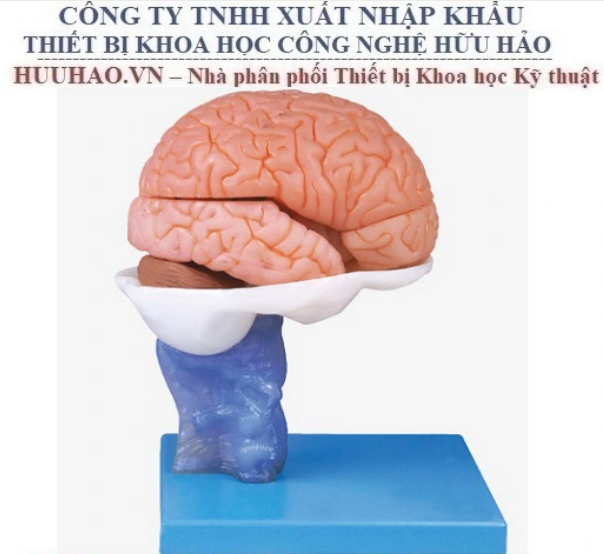 MÔ HÌNH GIẢI PHẪU NÃO NGƯỜI 15 PHẦN GD/A18203