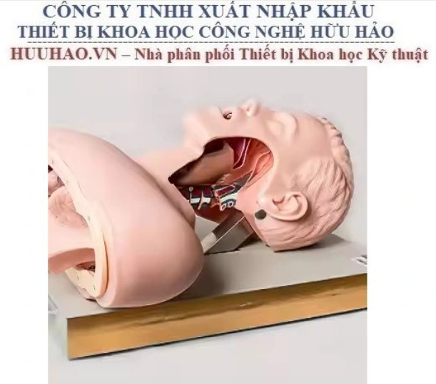 MÔ HÌNH ĐẶT NỘI KHÍ QUẢN NGƯỜI LỚN GD/J50