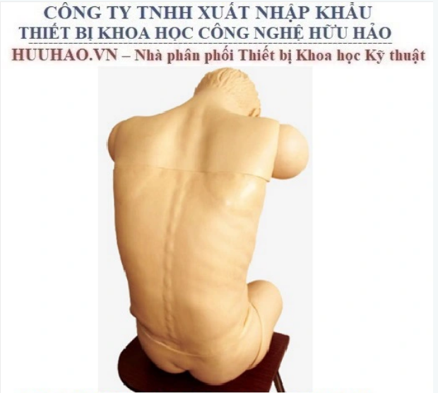 MÔ HÌNH ĐÀO TẠO KỸ NĂNG CHỌC DÒ NGỰC VÀ THẮT LƯNG GD/L260B