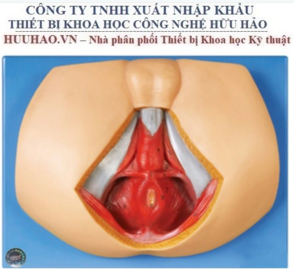 MÔ HÌNH GIẢI PHẪU TẦNG SINH MÔN NAM GD/A15112