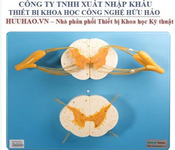 MÔ HÌNH TỦY SỐNG VÀ DÂY THẦN KINH CỘT SỐNG GD/A18103