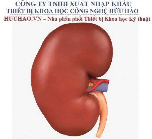 MÔ HÌNH GIẢI PHẪU THẬN GD/A14005