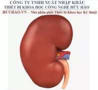 MÔ HÌNH GIẢI PHẪU THẬN GD/A14005