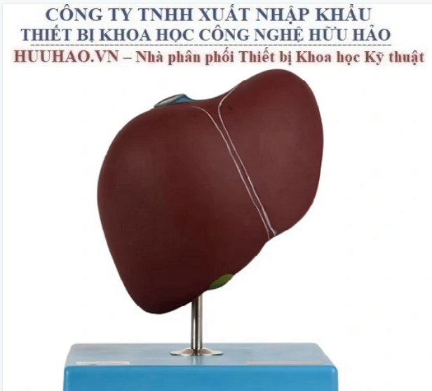 MÔ HÌNH GIẢI PHẪU GAN NGƯỜI GD/A12008