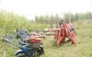 MÁY CHẶT MÍA DẢI HÀNG SH5