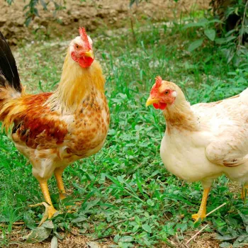 Con Gà Gáy Le Te - Đàn gà nang xuất cao của TTNN Hà Nam