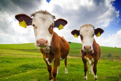 Những chú bò vui nhộn - Trang trại Bò tiêu biểu của Vĩnh Púc