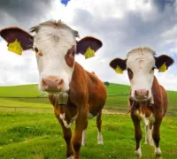 Những chú bò vui nhộn - Trang trại Bò tiêu biểu của Vĩnh Púc