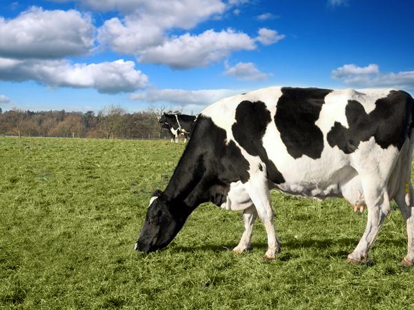 Phổ biến tài liệu Kỹ thuật chăn nuôi bò sữa