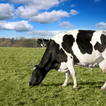 Phổ biến tài liệu Kỹ thuật chăn nuôi bò sữa