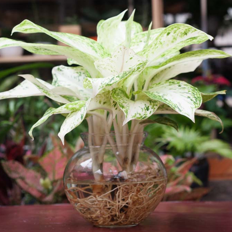 CÂY LAN CHI ĐỂ BÀN