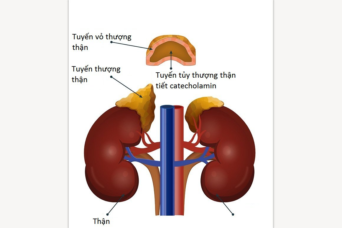 Những thực phẩm này đặc biệt tốt cho người bị bệnh thận