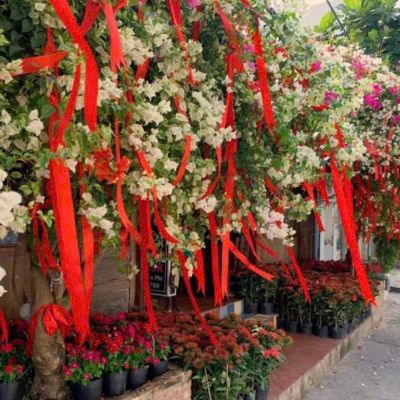 Set 35 Dây Đỏ Treo Cây