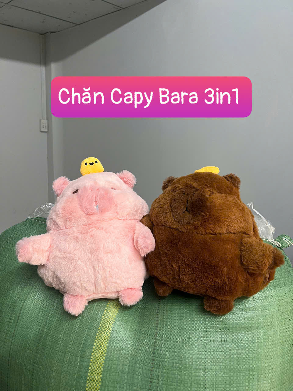 gen-h-chăn capybara