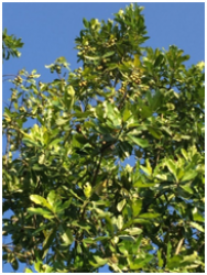 TAMANU OIL