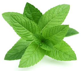 PEPPERMINT OIL