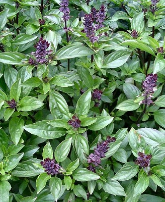 BASIL OIL