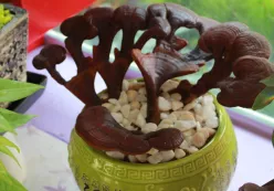 Tham quan nông trại nấm Linh Chi Trường Linh