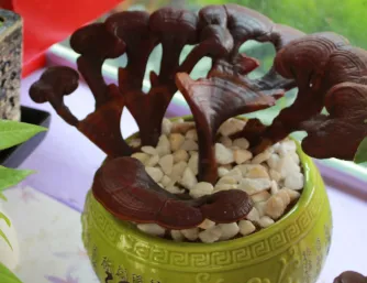 Tham quan nông trại nấm Linh Chi Trường Linh