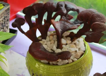 Tham quan nông trại nấm Linh Chi Trường Linh