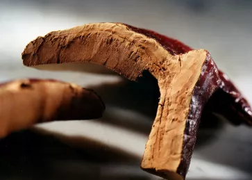 Vai trò của nấm linh chi đối với sức khỏe