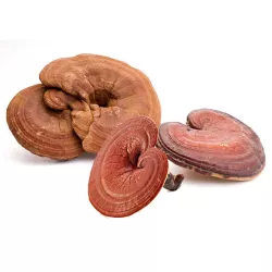 Nấm linh chi hoa