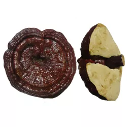 Nấm linh chi cổ