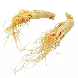 Sâm tươi linh chi