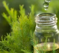 Cách làm tinh dầu sả chống muỗi truyền nhiễm Zika vô cùng hi