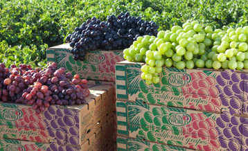 những lợi ích đối với sức khỏe của quả nho