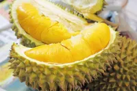 ​Khám phá tác dụng tuyệt vời của sầu riêng