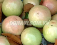 Quả vú sữa Bơ Hồng
