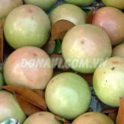 Quả vú sữa Bơ Hồng