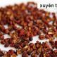 xuyen-tieu_01[1]