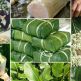 banh-chung-truyen-thong[1]