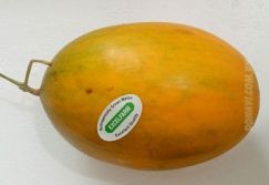 Dưa mặt trời Malaysia